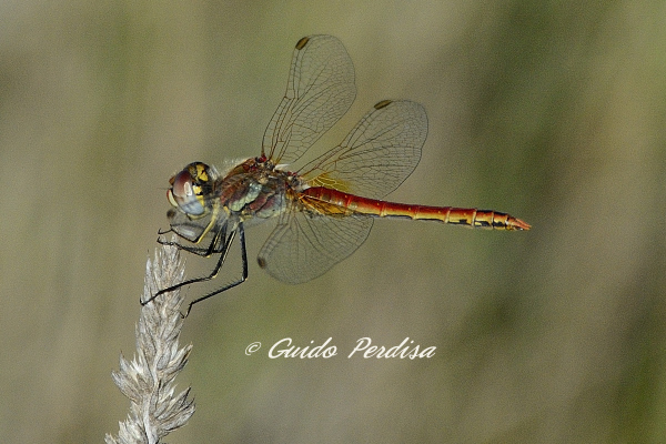 maschio di Sympetrum fonscolombii